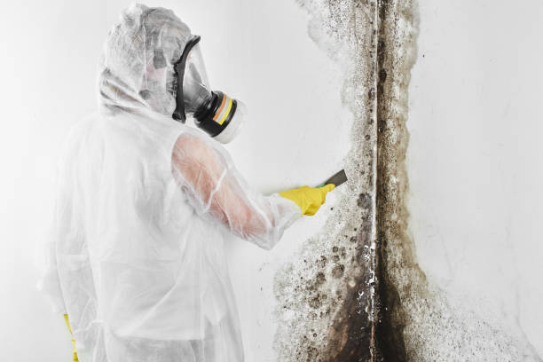 Trusted Shillington, PA Mold Removal Experts