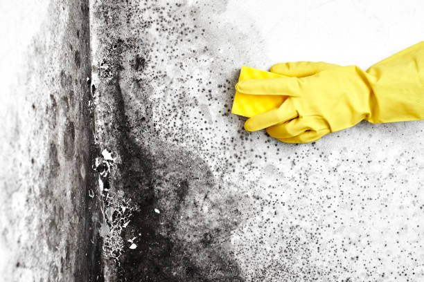 Mold Removal Process in Shillington, PA