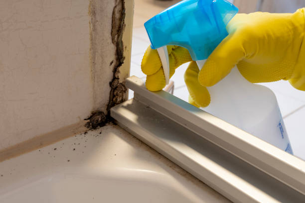 Best Fast Mold Removal  in Shillington, PA