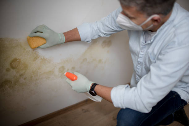 Best Black Mold Removal  in Shillington, PA