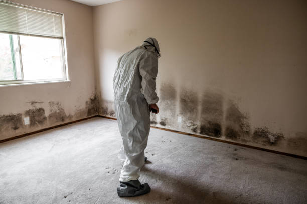 Best Mold Removal Process  in Shillington, PA
