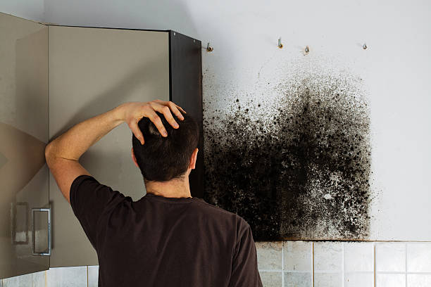 Best Toxic Mold Removal  in Shillington, PA